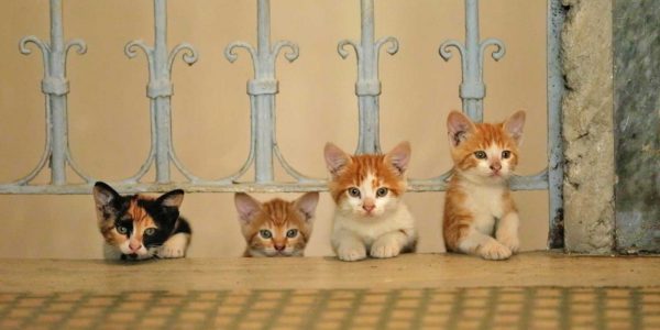 Why Are There so Many Cats in Istanbul